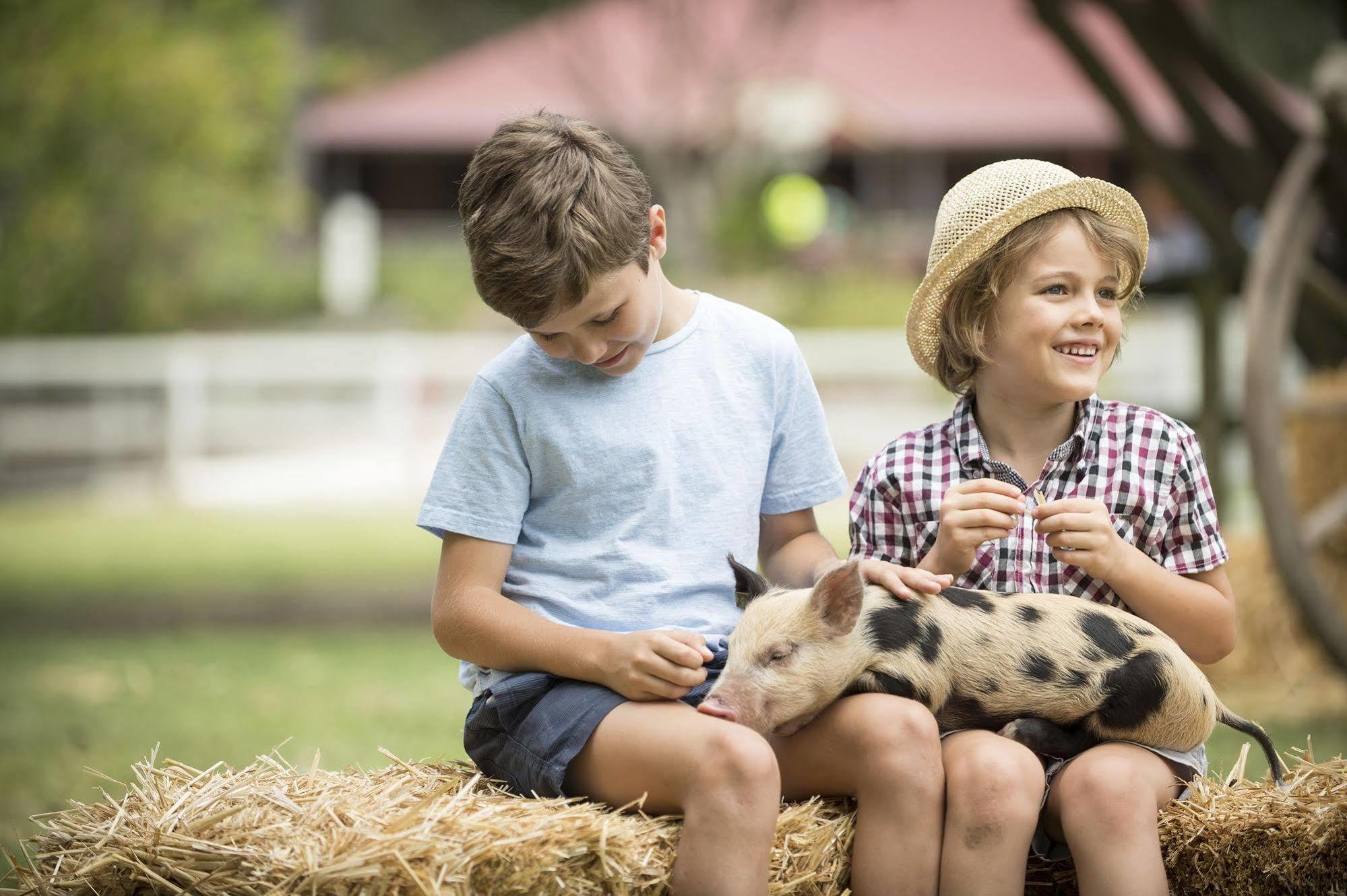 Paradise Country Farmstay Gold Coast Esterno foto